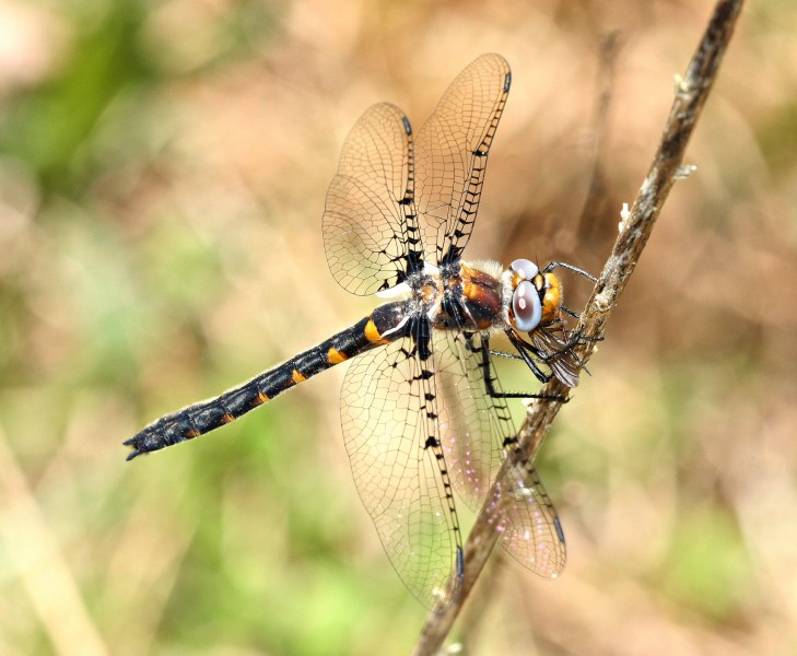 Sely's SunDragon with Prey (3395565065)