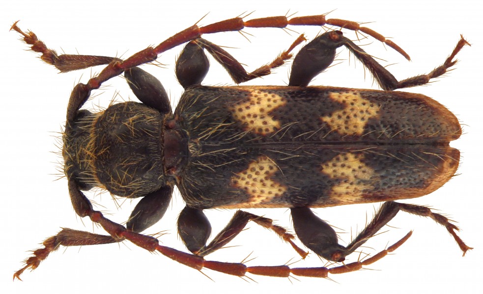 Semanotus undatus (Linné, 1758) (4624188485) (2)