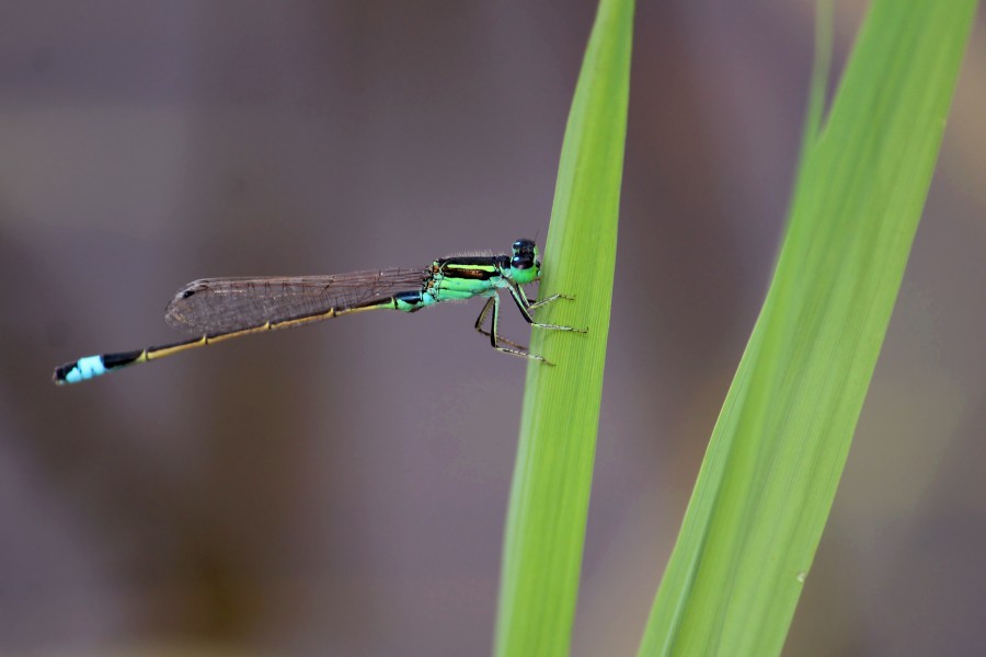 Senegal Golden Dartlet or Common bluetail (Ischnura senegalensis) male