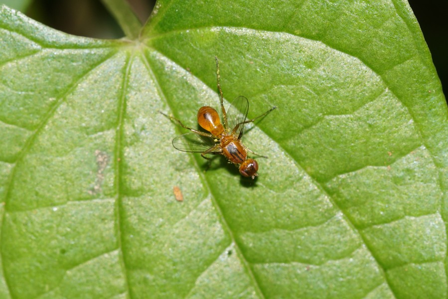 Sepsidae6970