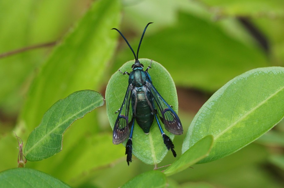 Sesiidae 05491