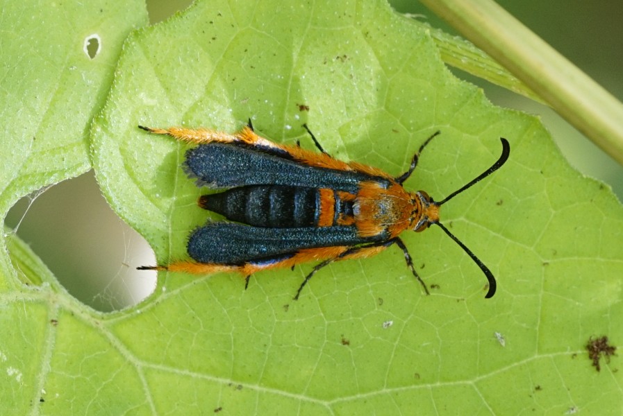 Sesiidae 1493