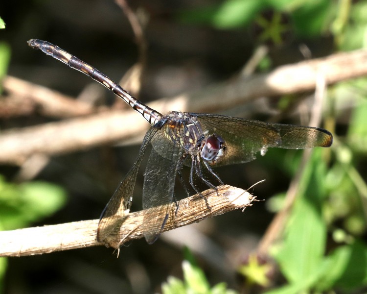 SETWING, SWIFT (Dythemis velox) (10-27-2015) national butterfly center, mission, hidalgo co, tx -02 (22702269287)