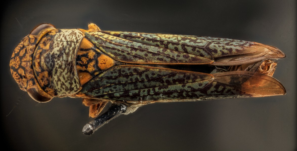 Sharpshooter, U, Back, MD, PG County 2013-08-05-17.49.53 ZS PMax (9475554816)