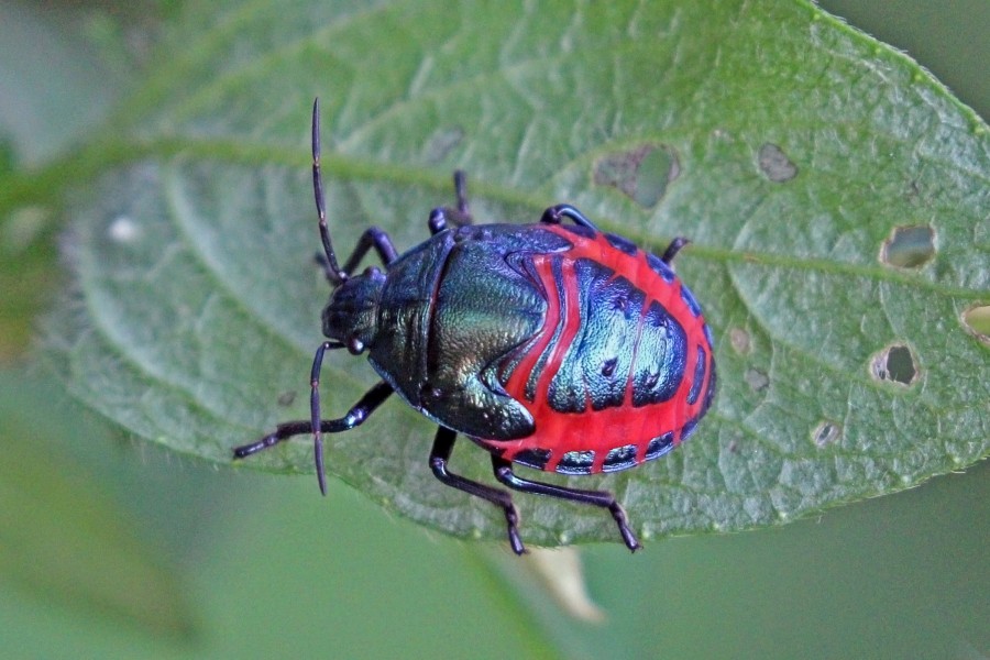 Shield-backed bug (Graptocoris aulicus) nymph