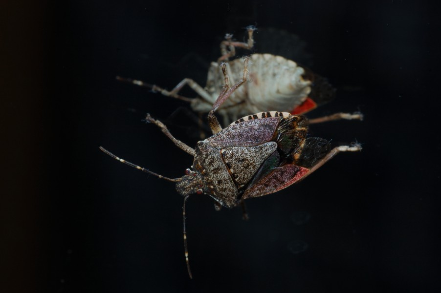 Shield bug
