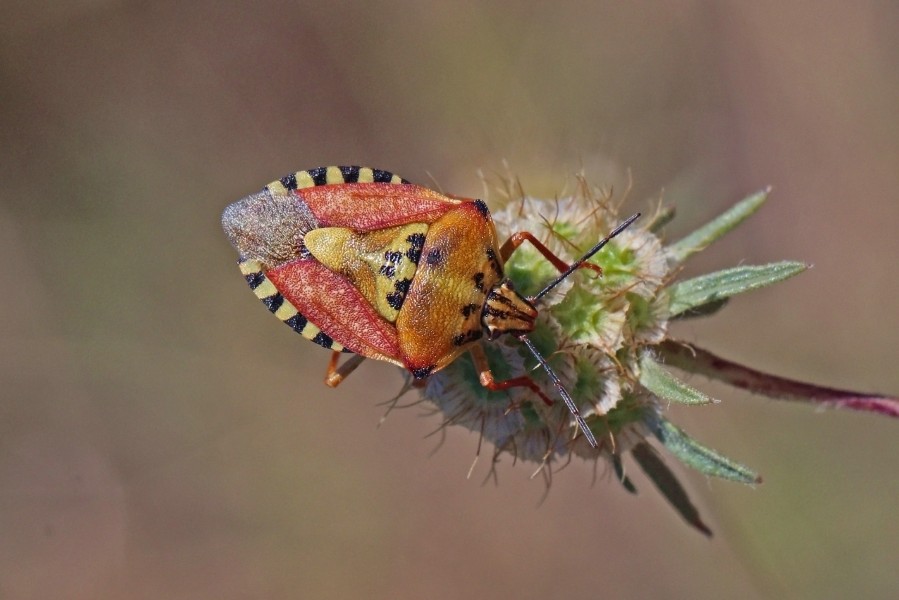 Shield bug (Carpocoris pudicus)