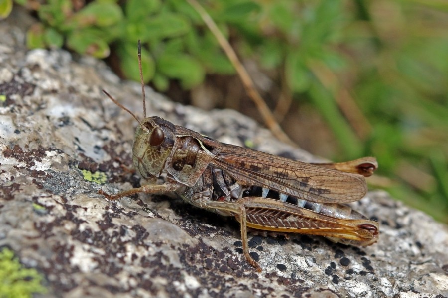Siberian grasshopper (Gomphocerus sibiricus) female