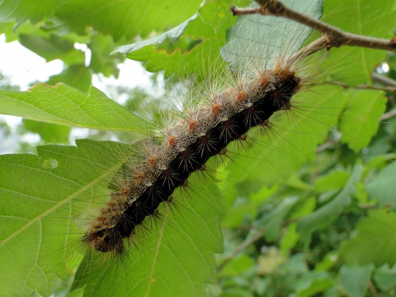 Silkworm, Golestan National Park, Iran
