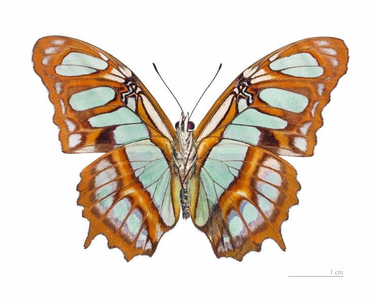 Siproeta stelenes meridionalis MHNT ventre