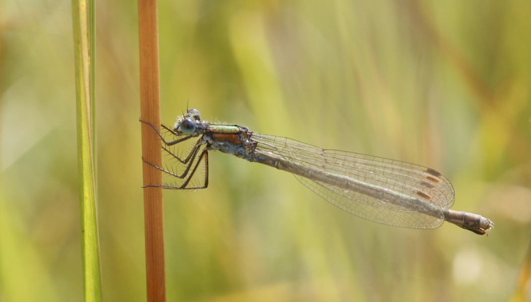 Sirokeijunkorento (Lestes sponsa)