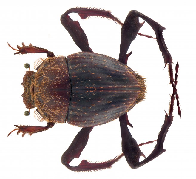 Sisyphus thoracicus Sharp, 1875 male (4346951898)