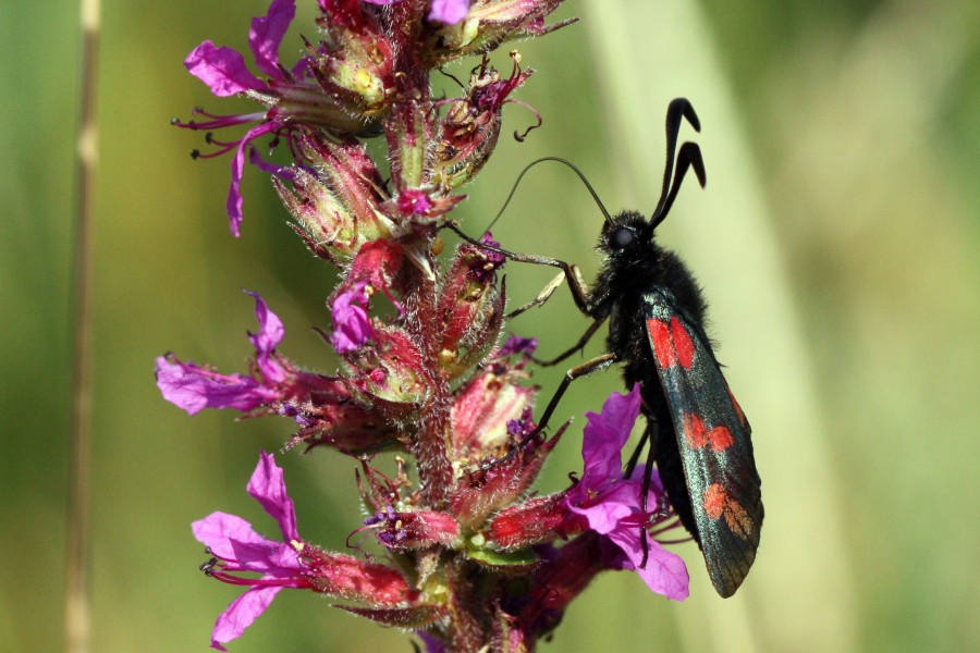Six-spot burnet moth (Zygaena filipendulae) young adult
