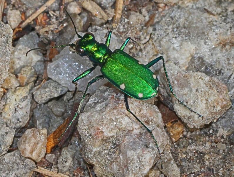 Six-spotted Green Tiger Beetle - Cicindela sexguttata, Leesylvania State Park, Woodbridge, Virginia