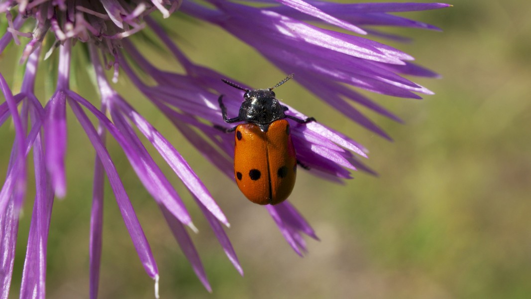 Six Spotted Leaf Beetle - Menorca (8961677692)