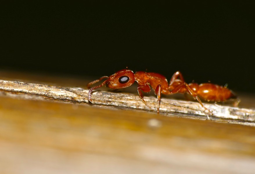 Slender Ant (Tetraponera natalensis) (30538051244)