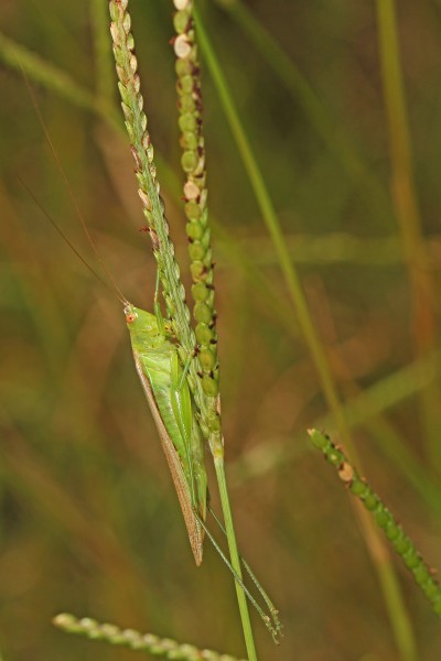 Slender Meadow Katydid - Conocephalus fasciatus fasciatus, Rhodes Pond, Godwin, North Carolina