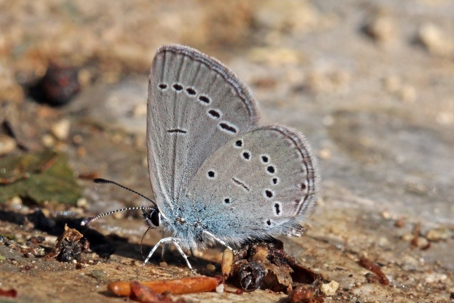 Small blue (Cupido minimus) underside Macedonia