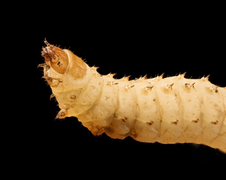 Small hive beetle, larvae, beltsville, md 2017-05-26-15.47 (34760863012)