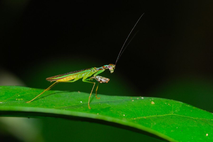 Small Mantis (Hapalopeza sp.) (8099754173)