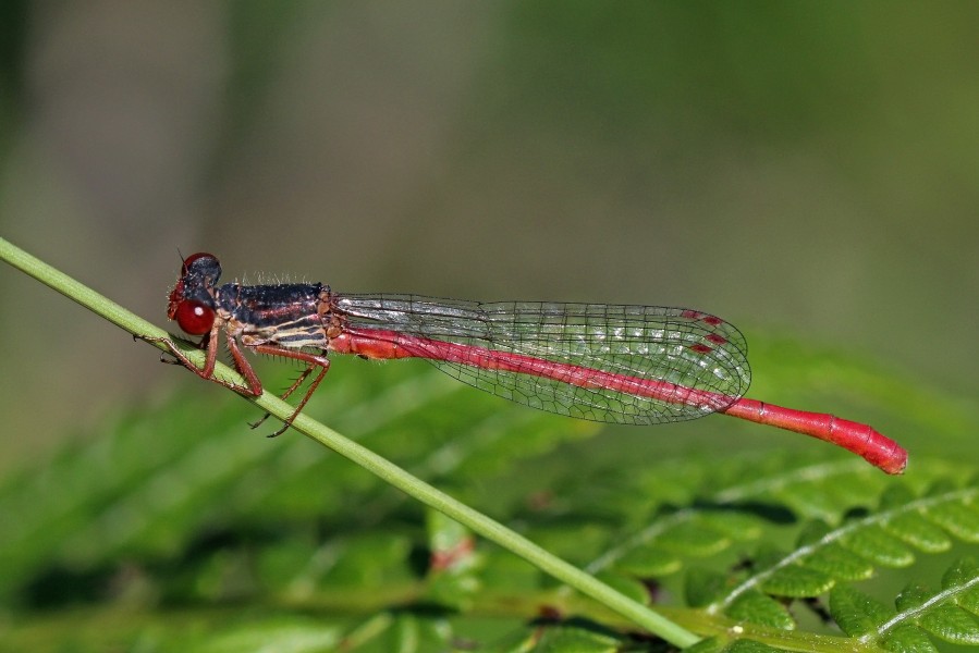 Small red damselfly (Ceriagrion tenellum) male (old)