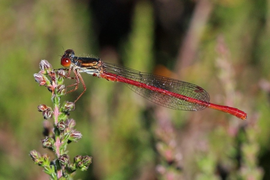 Small red damselfly (Ceriagrion tenellum) male Crockford Stream