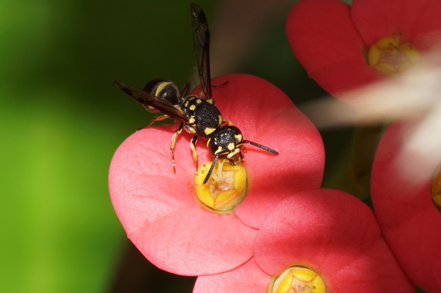 Small wasp 04108