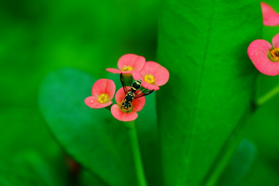 Small wasp on Euphorbia milii flower 00586