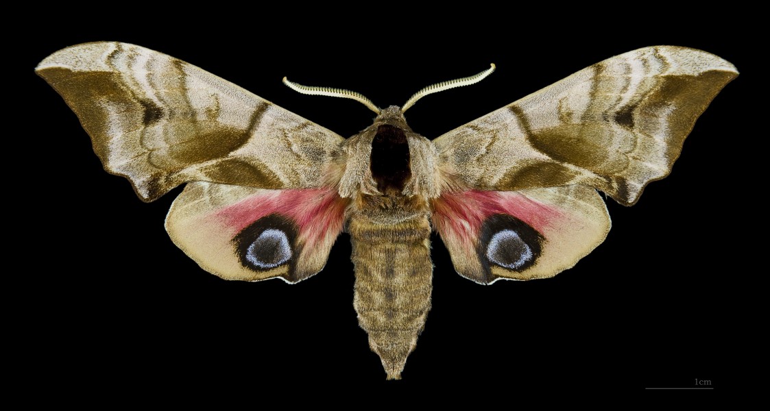 Smerinthus ocellatus MHNT Female dos