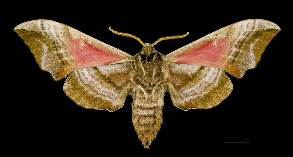 Smerinthus ocellatus MHNT Female ventre