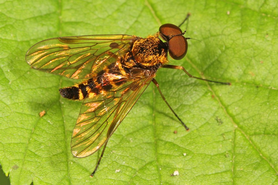 Snipe Fly - Chrysopilus fasciatus, Julie Metz Wetlands, Woodbridge, Virginia - 14408687674