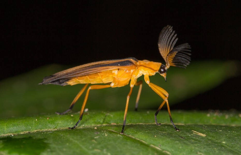 Soldier beetle from ecuador (15151686666)