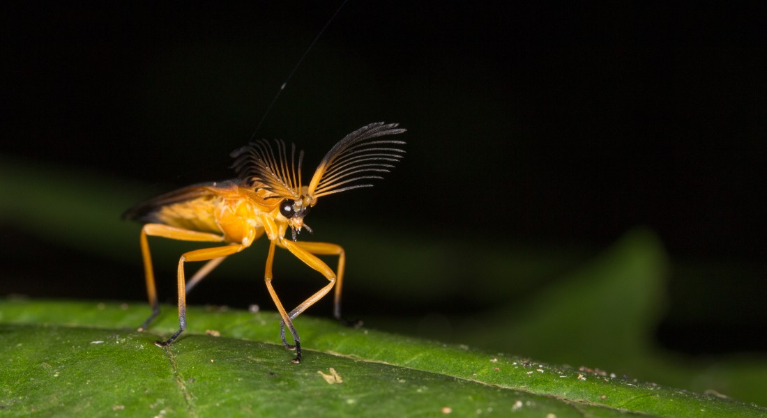 Soldier beetle from ecuador (15174372962)