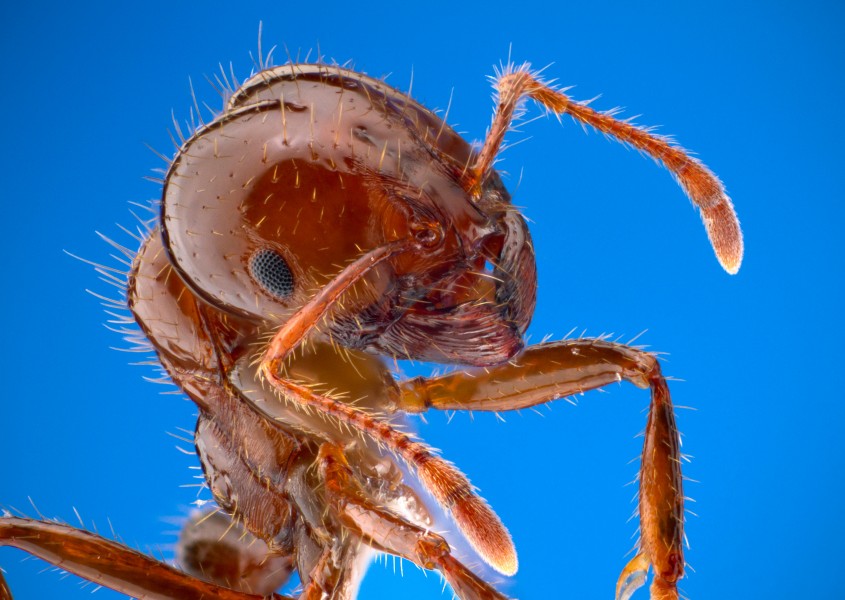 Solenopsis invicta1