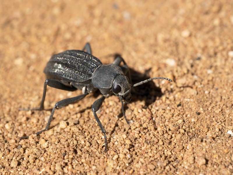 Somaticus aeneus 2