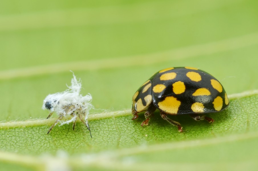 Sospita vigintiguttata (5747732787)