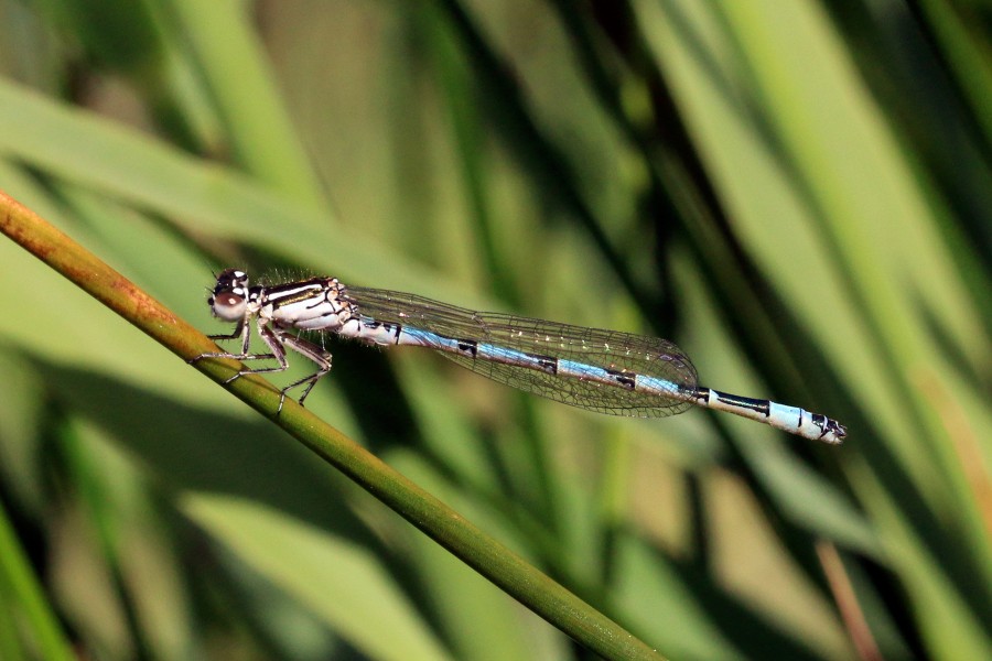Southern damselfly (Coenagrion mercuriale) immature male Parsonage Moor