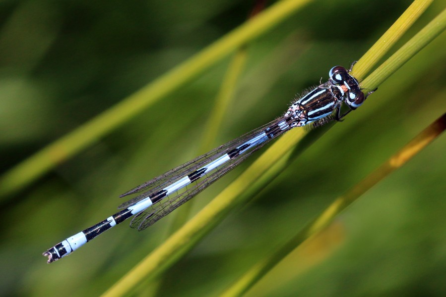 Southern damselfly (Coenagrion mercuriale) male Parsonage Moor