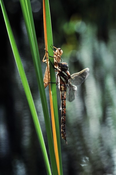 Southern Hawker1