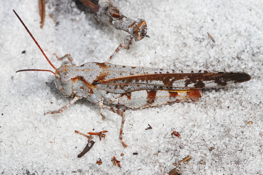 Southern Marbled Grasshopper - Spharagemon marmorata picta, Lake June-in-Winter Scrub State Park, Lake Placid, Florida