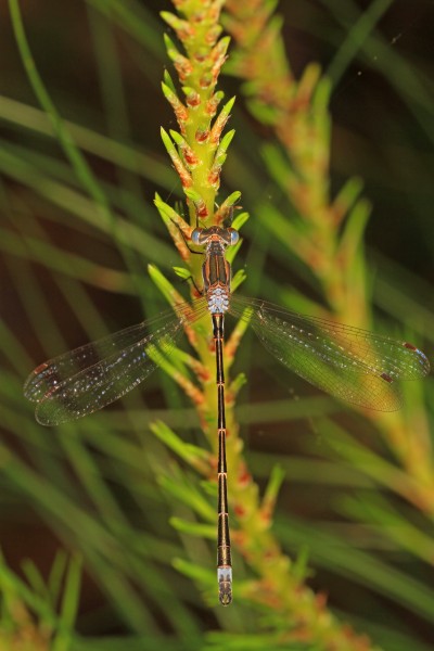 Southern Spreadwing - Lestes australis, Big Thicket National Preserve, Kountze, Texas - 25934709655