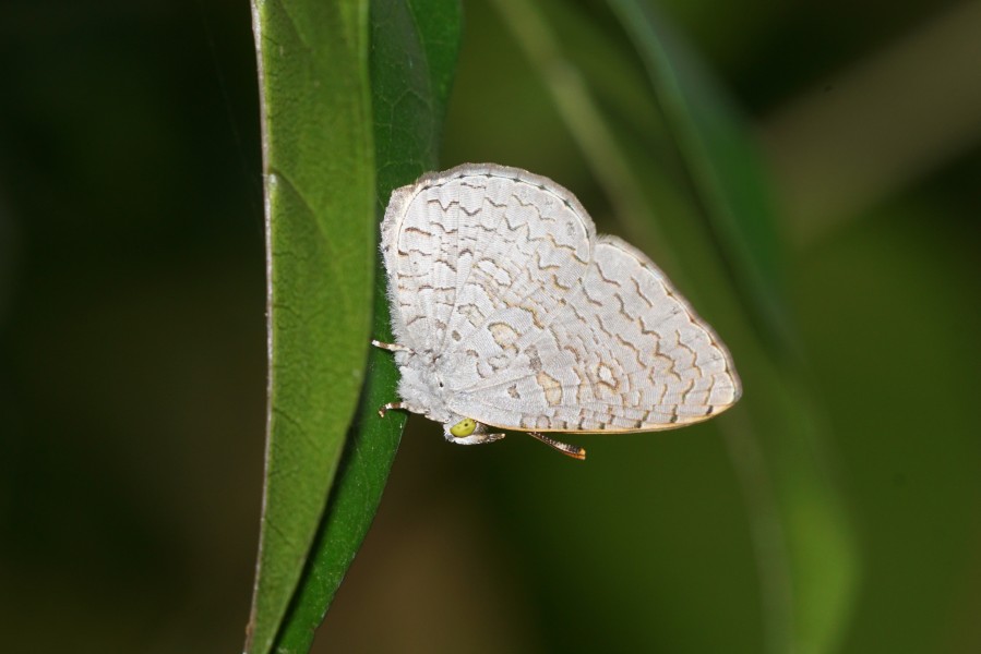 Spalgis epius 09978