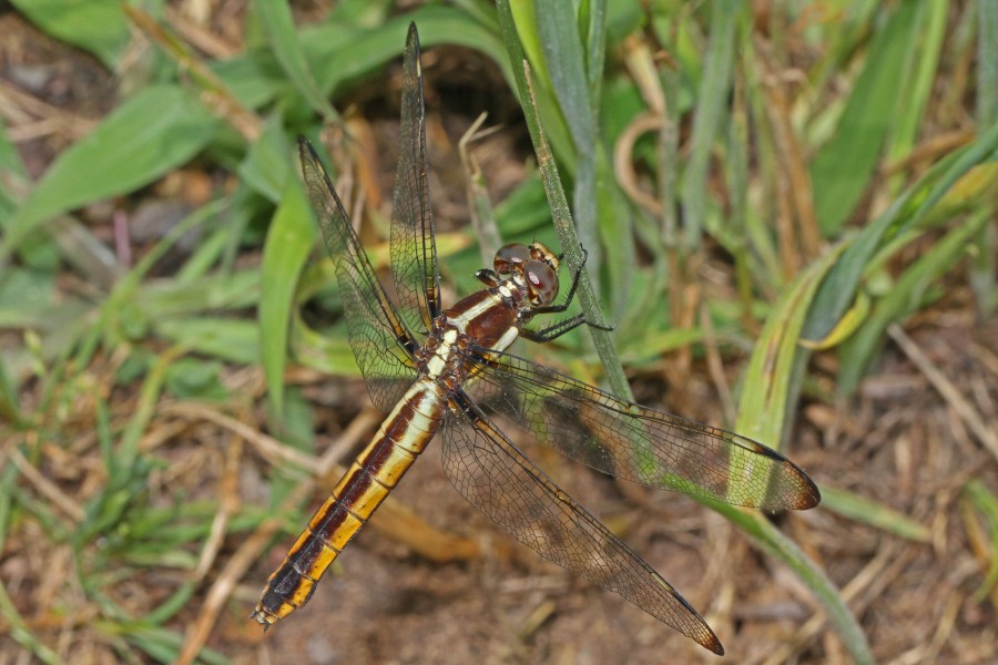 Spangled Skimmer - Libellula cyanea, Julie Metz Wetlands, Woodbridge, Virginia - 7154519011