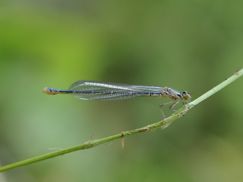 Speer-Azurjungfer, Coenagrion hastulatum 1