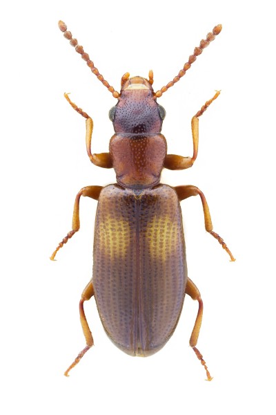 Sphaeriestes bimaculatus