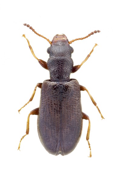 Sphaeriestes reyi