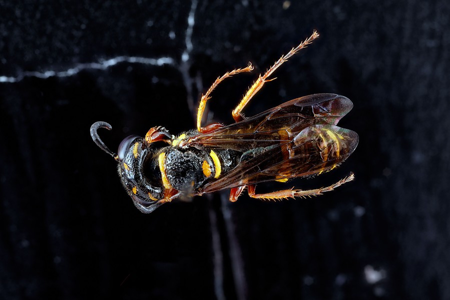 Sphecidae,-back 2012-07-31-20.09.02-ZS-PMax (7690498958)