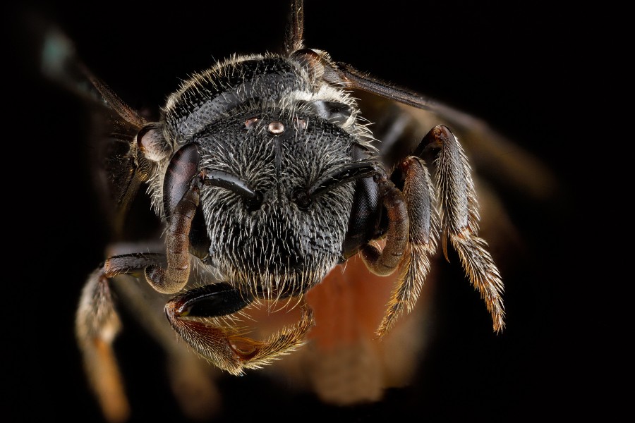 Sphecodes,-female,-face 2012-07-13-18.56.19-ZS-PMax (7734806618)