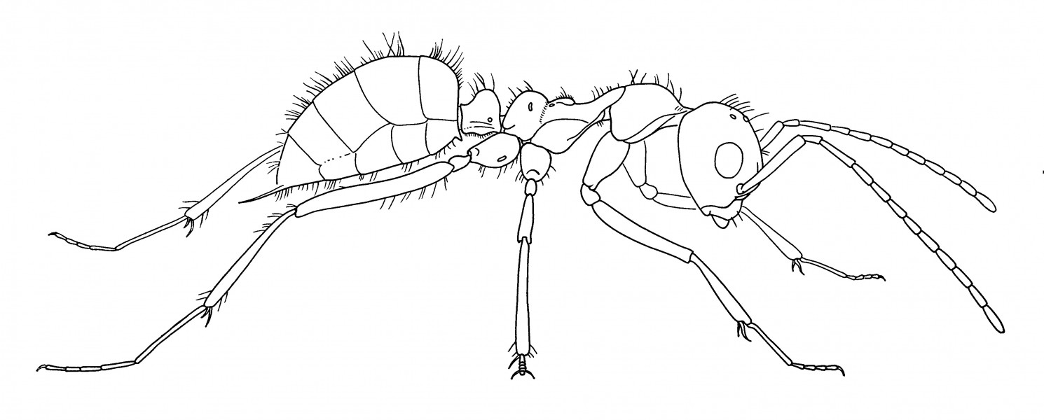 Sphecomyrma freyi worker no 1 drawing (Wilson, Carpenter and Brown 1967)