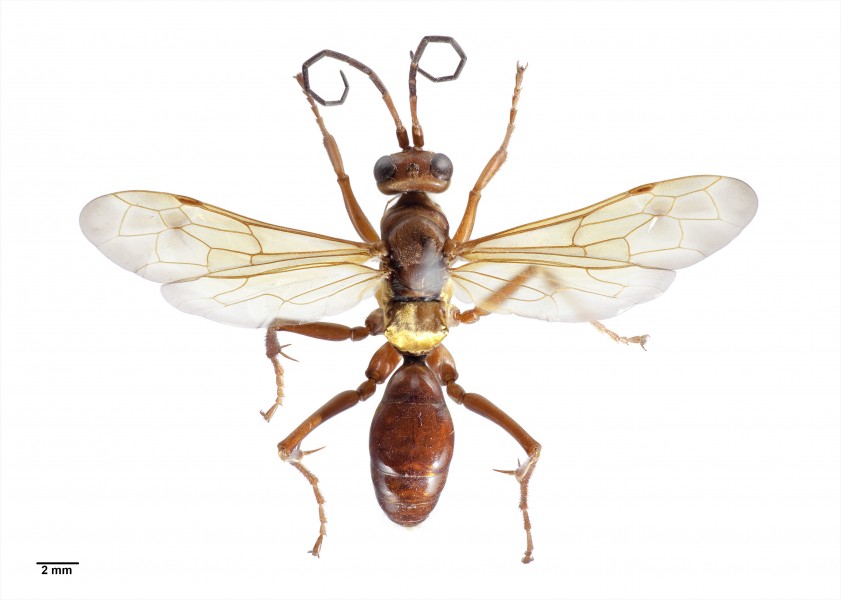 Sphictostethus nitidus specimen1